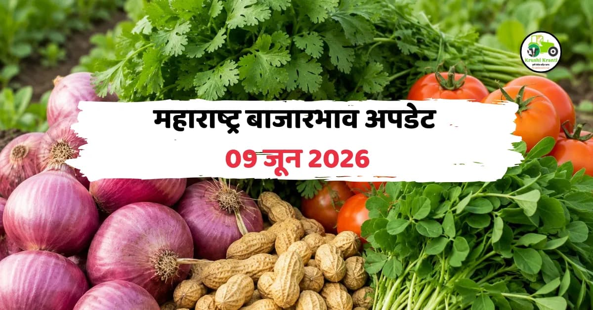 महाराष्ट्र बाजारभाव 09 जून 2026: कांदा, टोमॅटो, भुईमुग शेंग, मेथी व कोथिंबीरचे ताजे बाजारभाव