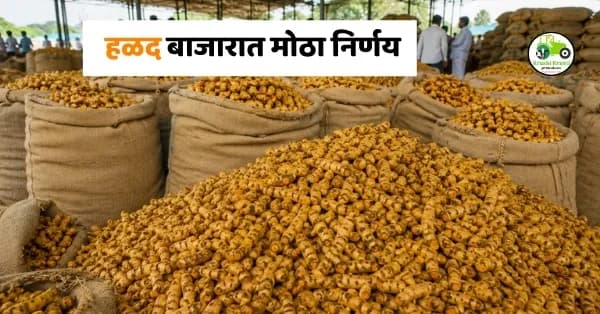  हळद बाजारात मोठा निर्णय! वाढत्या आवकेमुळे नवीन हळद खरेदी तात्पुरती बंद