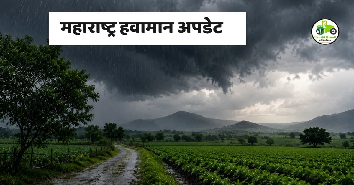 महाराष्ट्र हवामान अपडेट: १२ जून रोजी २४ तालुक्यांना यलो अलर्ट, मुसळधार पावसाची शक्यता