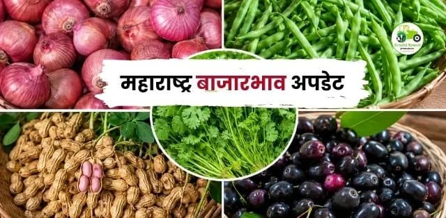 महाराष्ट्र बाजारभाव अपडेट 15 जून 2026