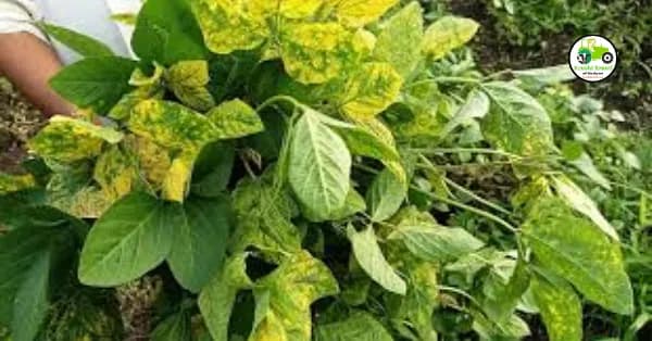 Soybean Disease : तुमचं सोयाबीन पिवळं पडतंय? तर असू शकतो मोझॅकचा प्रादुर्भाव