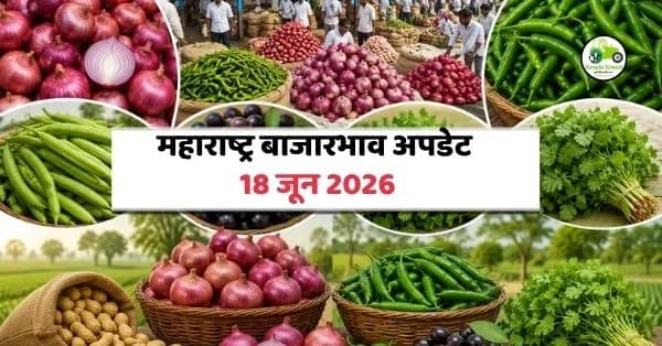 महाराष्ट्र बाजारभाव अपडेट 18 जून 2026 : कांदा तेजीत, हिरवी मिरचीला चांगला भाव, जांभूळ आणि कोथिंबिरीची मागणी कायम