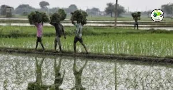 Crop Insurance : मुख्यमंत्री शिंदेंचा विमा कंपन्यांना आदेश, नुकसानग्रस्त शेतकऱ्यांना संवेदनशीलपणे मदत करा.
