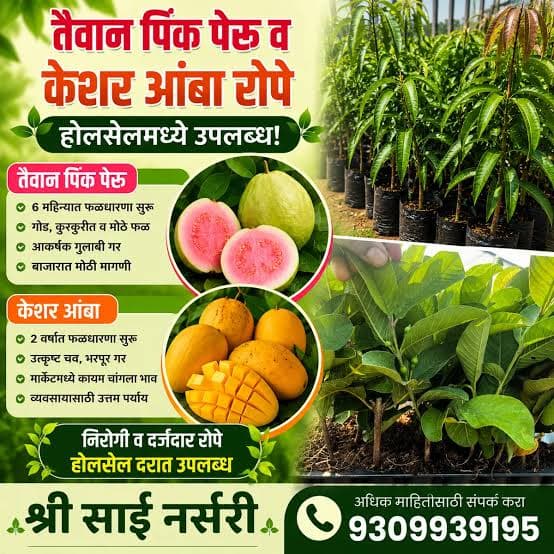 तैवान पिंक पेरू व केशर आंबा रोपे होलसेलमध्ये उपलब्ध!