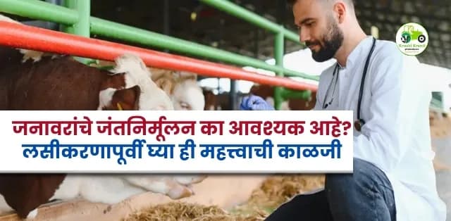 जनावरांचे जंतनिर्मूलन का आवश्यक आहे? लसीकरणापूर्वी घ्या ही महत्त्वाची काळजी