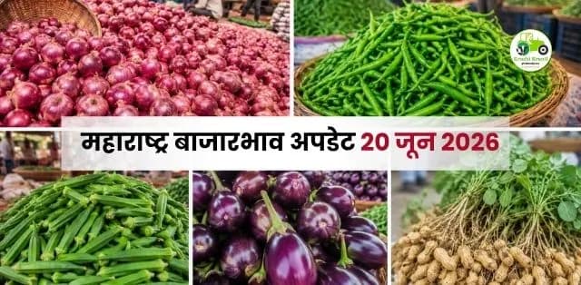 महाराष्ट्र बाजारभाव अपडेट 20 जून 2026