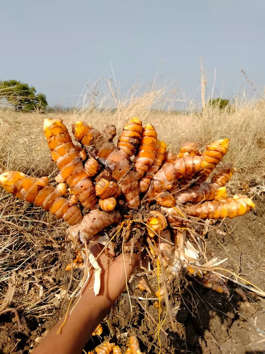 घोळलेली हळद विक्री | स्वस्त दरात दर्जेदार हळद