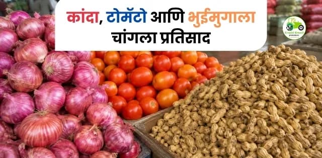 महाराष्ट्र बाजारभाव अपडेट २५ जून २०२६: कांदा, टोमॅटो आणि भुईमुगाला चांगला प्रतिसाद; शेतकऱ्यांसाठी महत्त्वाचा बाजार विश