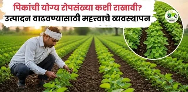 पिकांची योग्य रोपसंख्या कशी राखावी? उत्पादन वाढवण्यासाठी महत्त्वाचे व्यवस्थापन