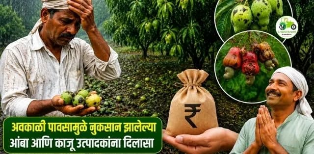 अवकाळी पावसामुळे नुकसान झालेल्या आंबा आणि काजू उत्पादकांना दिलासा