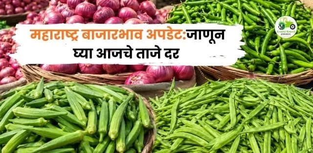महाराष्ट्र बाजारभाव अपडेट (26 जून 2026): कांदा, हिरवी मिरची, भेंडी आणि गवारच्या बाजारभावात चढ-उतार; आजचे ताजे दर जाणून घ