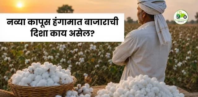 नव्या कापूस हंगामात बाजाराची दिशा काय असेल? शेतकऱ्यांनी कोणती रणनीती ठेवावी?