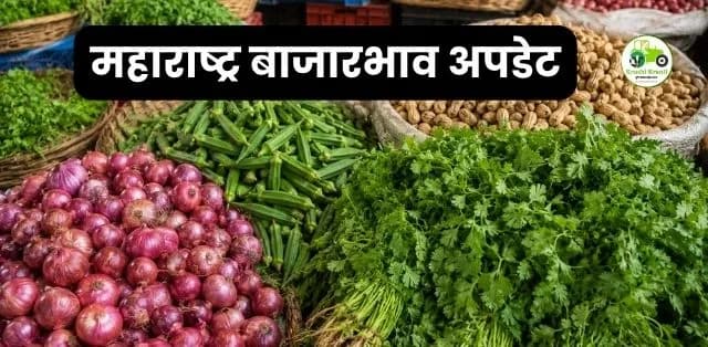 महाराष्ट्र बाजारभाव अपडेट (२९ जून २०२६): कांदा, भेंडी, कोथिंबीर आणि ओली भुईमुग शेंग बाजारात काय घडले?