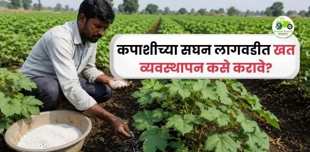 कपाशीच्या सघन लागवडीत खत व्यवस्थापन कसे करावे? अधिक उत्पादनासाठी प्रभावी मार्गदर्शक
