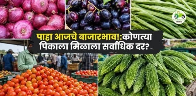 महाराष्ट्र बाजारभाव अपडेट (३० जून २०२६): कांदा, टोमॅटो, जांभूळ, गवार आणि कारलीचे ताजे बाजारभाव