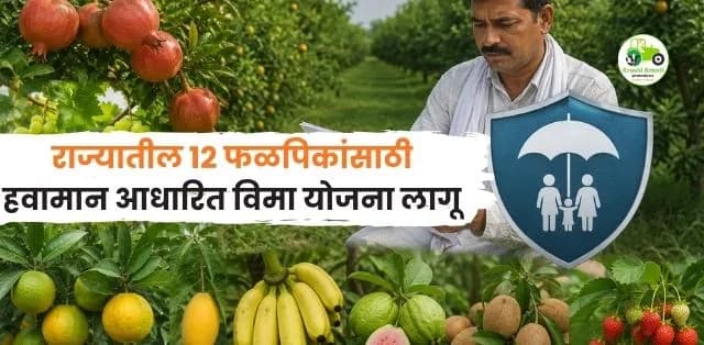 राज्यातील 12 फळपिकांसाठी हवामान आधारित विमा योजना लागू; शेतकऱ्यांना मोठा दिलासा