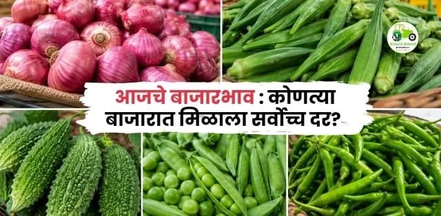 आजचे बाजारभाव १ जुलै २०२६: कांदा, भेंडी, कारली, वाटाणा आणि हिरवी मिरचीचे ताजे बाजारभाव; 