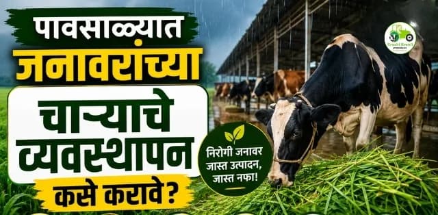 पावसाळ्यात जनावरांच्या चाऱ्याचे व्यवस्थापन कसे करावे? पशुपालकांसाठी महत्त्वाच्या टिप्स
