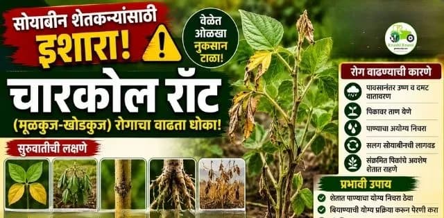 सोयाबीनमध्ये चारकोल रॉट (मूळकुज-खोडकुज) रोगाचा वाढता धोका! सुरुवातीची लक्षणे ओळखा आणि वेळेत उपाय करा