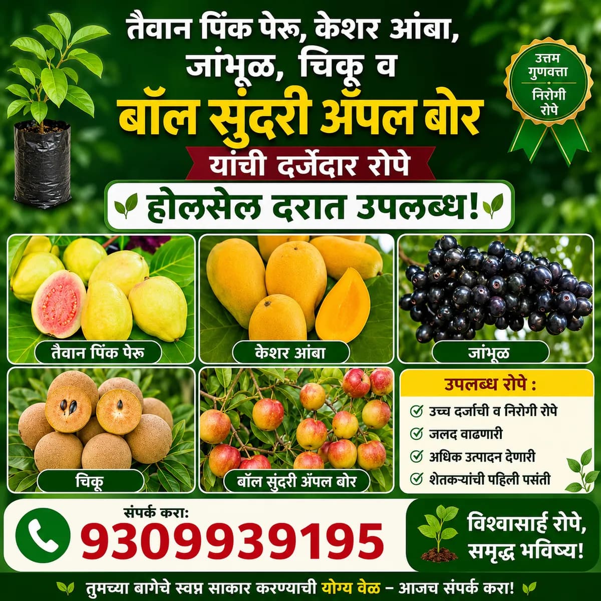 तैवान पिंक पेरू, केशर आंबा व इतर रोपे होलसेलमध्ये