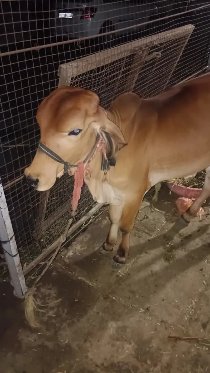 गीर गाय कारवड विक्री 