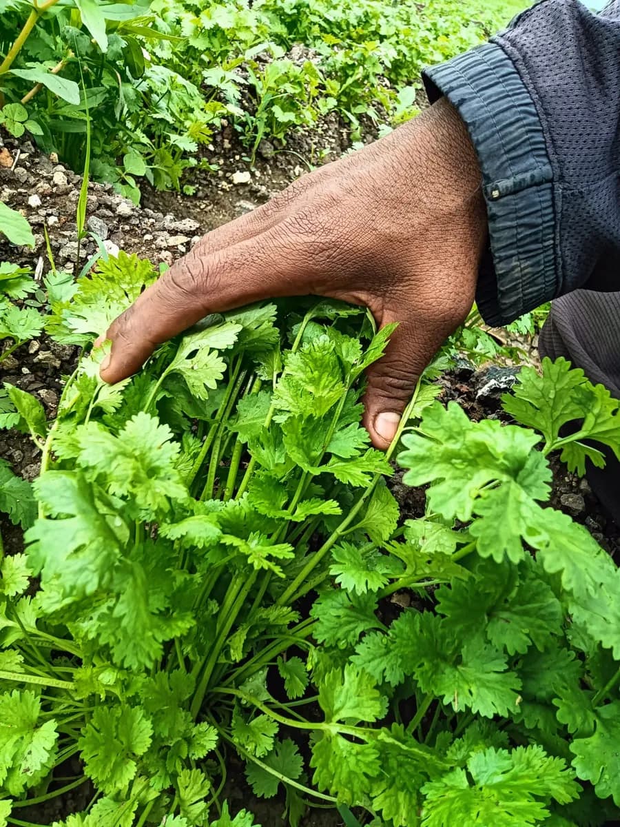 ताजी कोथिंबीर विक्रीस उपलब्ध
