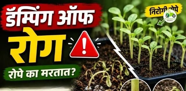 डॅम्पिंग ऑफ (Damping Off) रोगामुळे रोपे मरत आहेत? कारणे, लक्षणे आणि प्रभावी प्रतिबंधात्मक उपाय