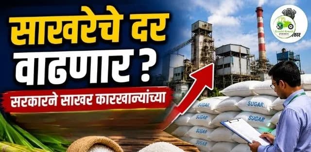 साखरेचे दर वाढण्याची शक्यता, धान्य बाजार मात्र स्थिर