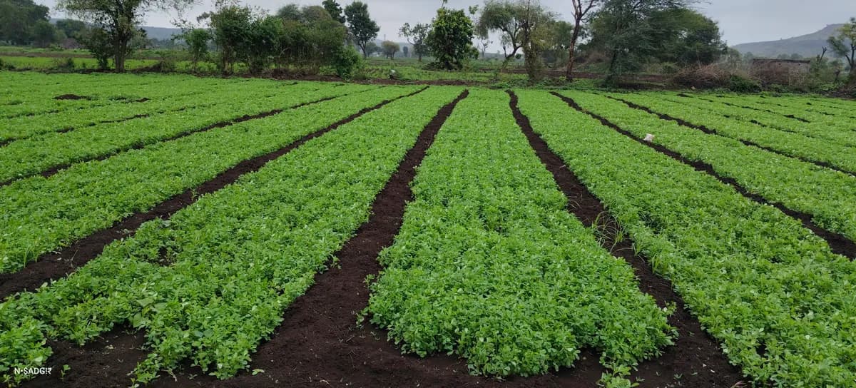 ताजी मेथी भाजी विकणे आहे
