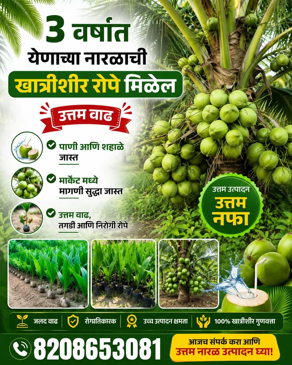 3 वर्षात येणारी नारळाची रोपे | खात्रीशीर उत्पादन | उत्तम वाढ व जास्त शहाळे