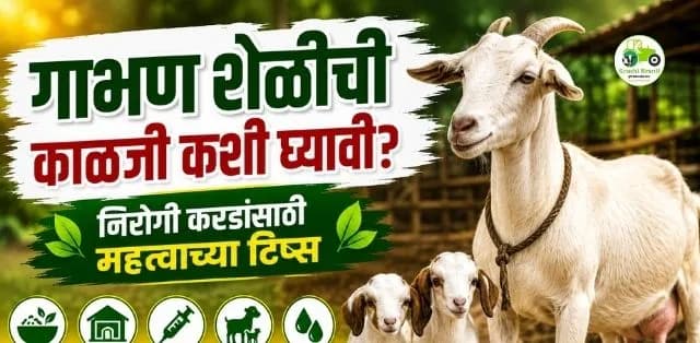 गाभण शेळीची काळजी कशी घ्यावी? निरोगी करडांसाठी महत्त्वाच्या व्यवस्थापनाच्या टिप्स