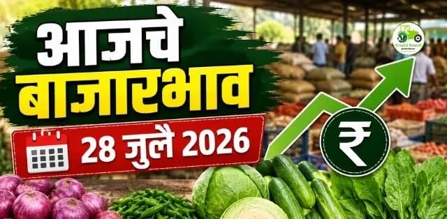 कांदा स्थिर, हिरव्या मिरचीला चांगला दर; काकडी, कोबी आणि पालकचे ताजे बाजारभाव
