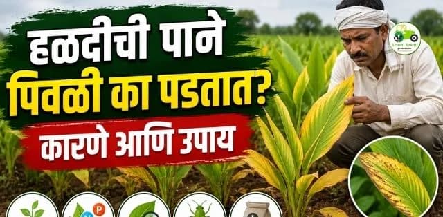 हळदीची पाने पिवळी पडत आहेत? कारणे ओळखा आणि वेळेत उपाय करा