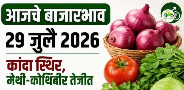 कांदा स्थिर, मेथी-कोथिंबीर तेजीत; टोमॅटो आणि कोबीचे ताजे बाजारभाव