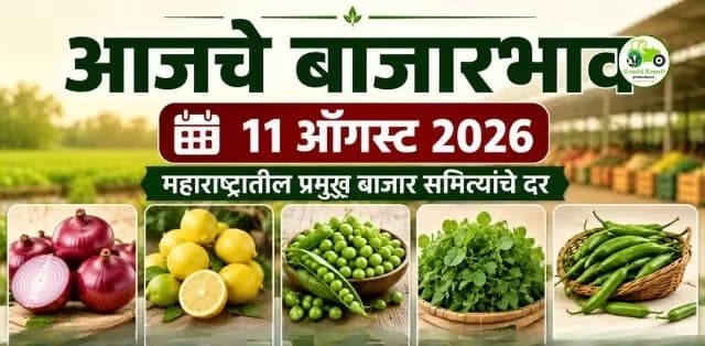 कांदा, लिंबू, वाटाणा, मेथी आणि ढोवळी मिरचीचे दर