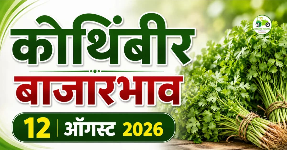 12 ऑगस्ट 2026 कोथिंबीर बाजारभाव : महाराष्ट्रातील आजचे कोथिंबिरीचे दर