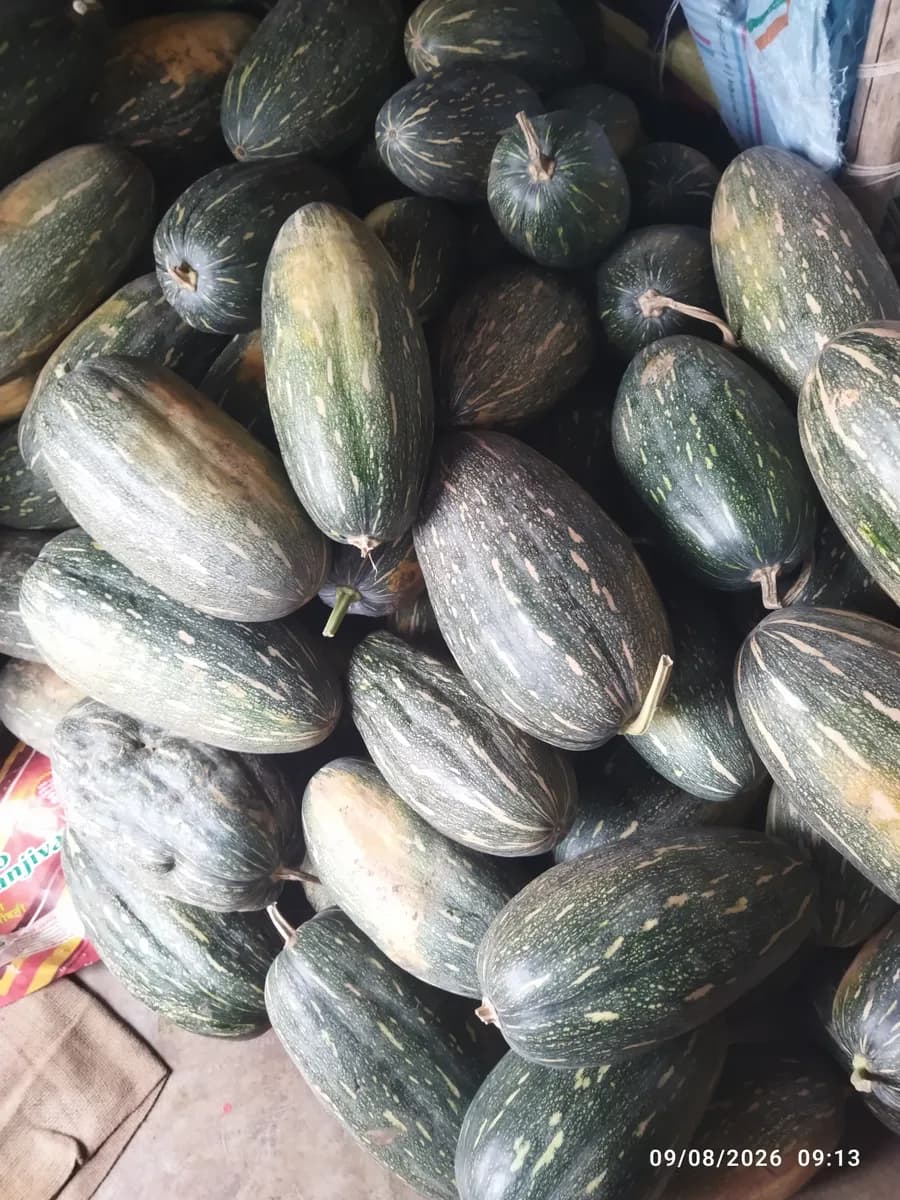 गंगाफळ/कद्दु 