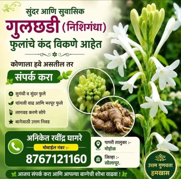 निशिगंधा (गुलछडी) कंद विक्रीसाठी उपलब्ध!