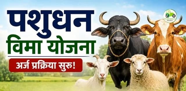 पशुधन विमा योजनेत अर्ज प्रक्रिया सुरू; गायी-म्हशींसह शेळ्या-मेंढ्यांना मिळणार विमा संरक्षण