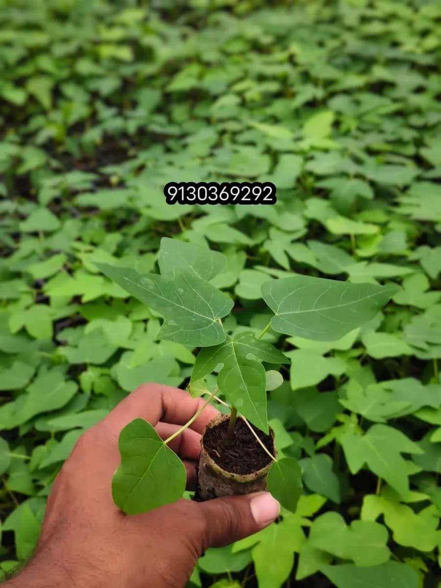 सह्याद्री हायटेक नर्सरी 