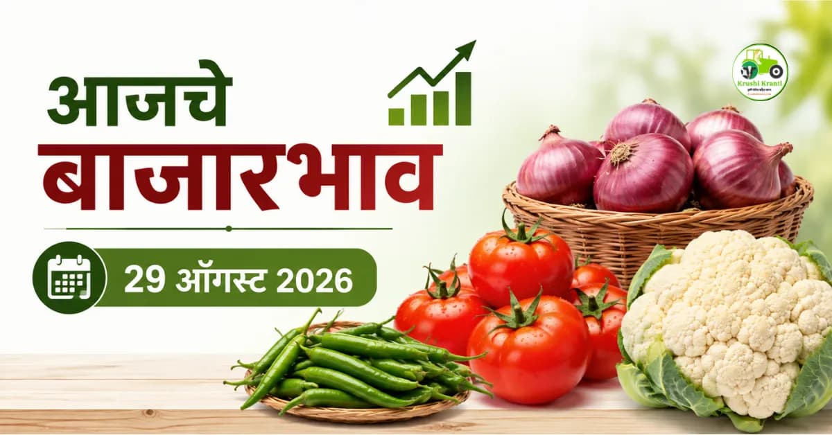 आजचे बाजारभाव 29 ऑगस्ट 2026: कांदा, टोमॅटो, हिरवी मिरची आणि फ्लॉवरचे दर काय?