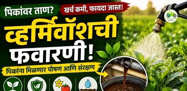 पिके सुकतायत? व्हर्मीवॉशचा वापर ठरू शकतो पर्याय; फवारणीमुळे पिकांना कशी मदत होईल?