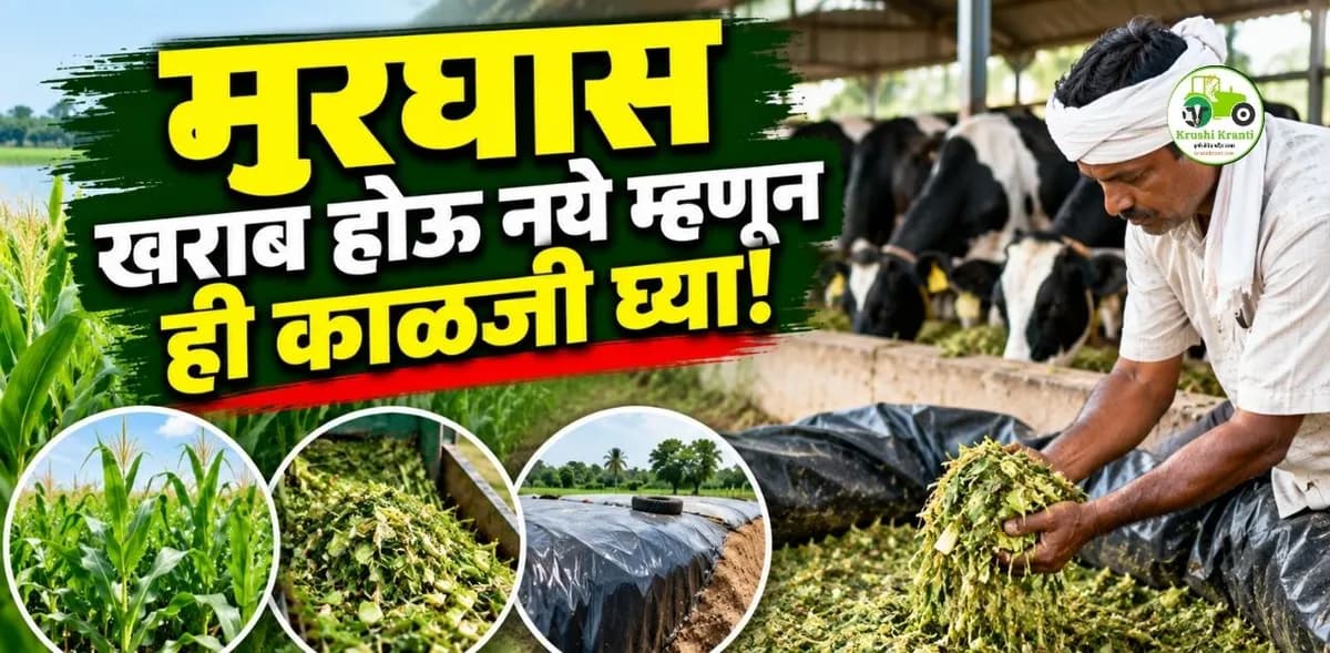 मुरघास खराब होऊ नये म्हणून काय काळजी घ्यावी? चारा टंचाईवर ठरणार फायदेशीर उपाय