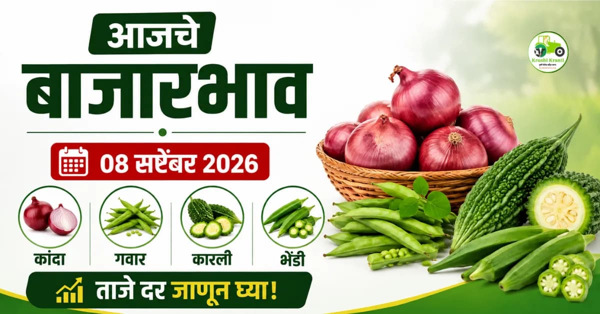 आजचे बाजारभाव ८ सप्टेंबर २०२६: कांदा, गवार, कारली आणि भेंडीचे ताजे दर