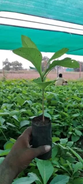 अस्सल बर्मा व्हरायटी सागवान रोपे होलसेल दरात 
