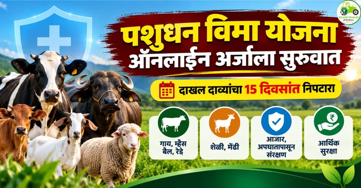 पशुधन विमा योजनेसाठी ऑनलाइन अर्ज सुरू; ८० हजारांपर्यंत विमा संरक्षण