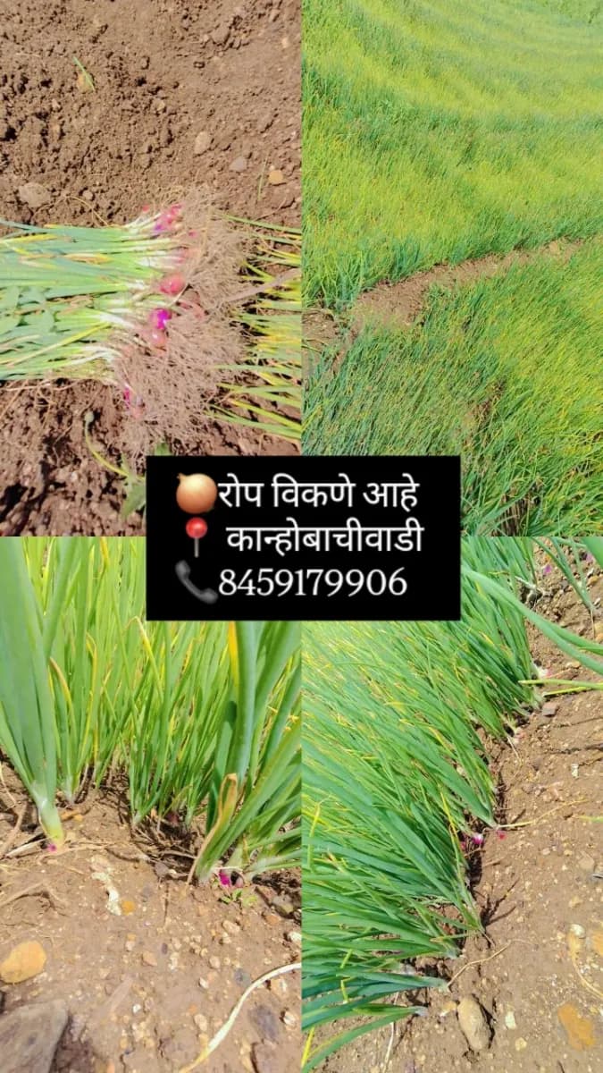 नाशिक कांद्याचे रोप विक्रीसाठी उपलब्ध!
