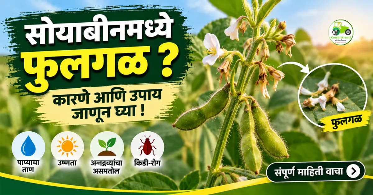 सोयाबीनमध्ये फूलगळ का होते? जाणून घ्या प्रमुख कारणे आणि उपाययोजना