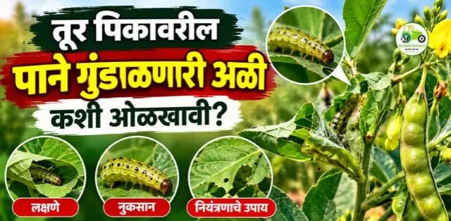 तूर पिकातील पाने गुंडाळणारी अळी कशी ओळखावी? जाणून घ्या नुकसानाची लक्षणे आणि व्यवस्थापन