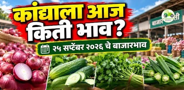 कांदा दरात चढ-उतार; काकडी, कोथिंबीर आणि भेंडीचे दरही जाणून घ्या